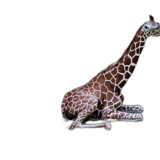 animal, jewelry, staff, creature transparent PNG cut-out