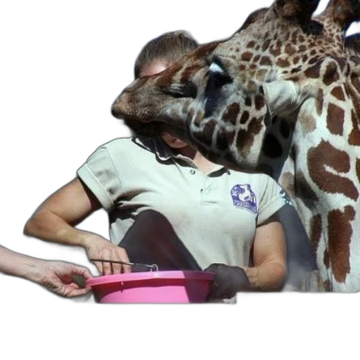 animal, creature, staff, giraffe transparent PNG cut-out