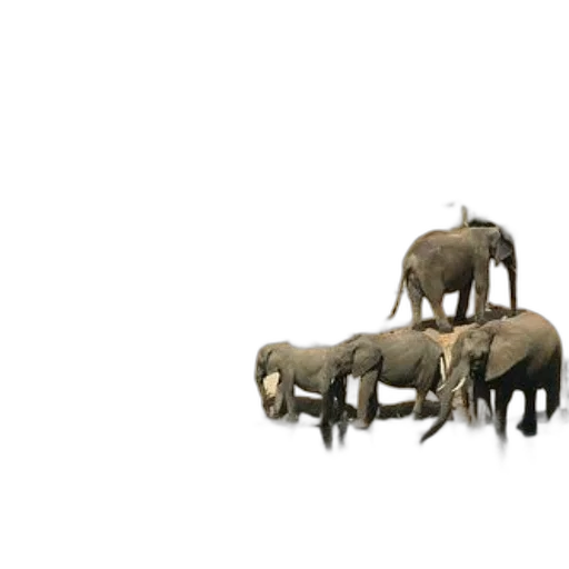 animal, creature, furniture, jewelry transparent PNG cut-out