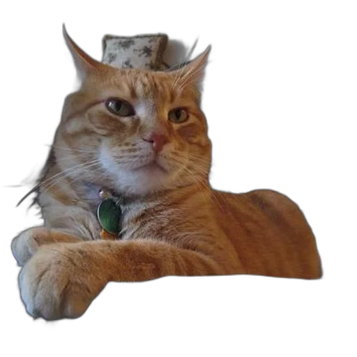 animal, hat, staff, crown transparent PNG cut-out