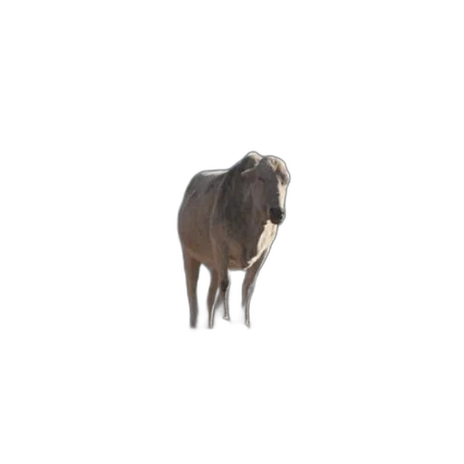 animal, creature, hair, hat transparent PNG cut-out