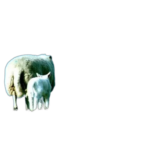 animal, creature, weapon, staff transparent PNG cut-out