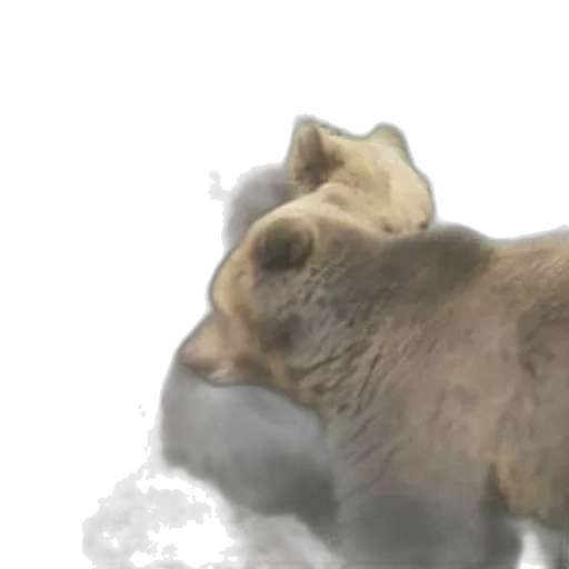 animal, creature, face, photorealistic transparent PNG cut-out