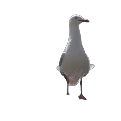 animal, creature, staff, robot transparent PNG cut-out