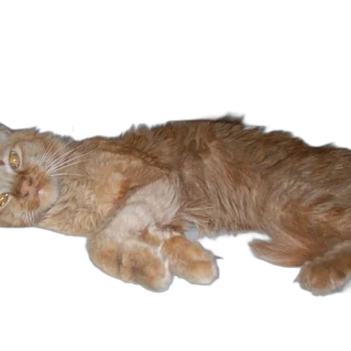 staff, creature, animal, weapon transparent PNG cut-out