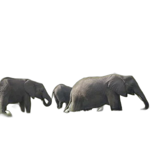 animal, creature, jewelry, 3d render transparent PNG cut-out