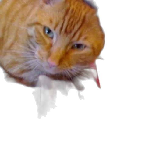 animal, creature, face, staff transparent PNG cut-out