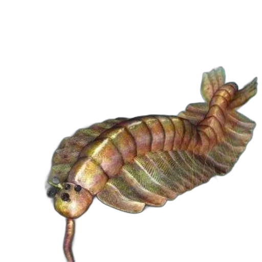 animal, creature, dragon, hair transparent PNG cut-out
