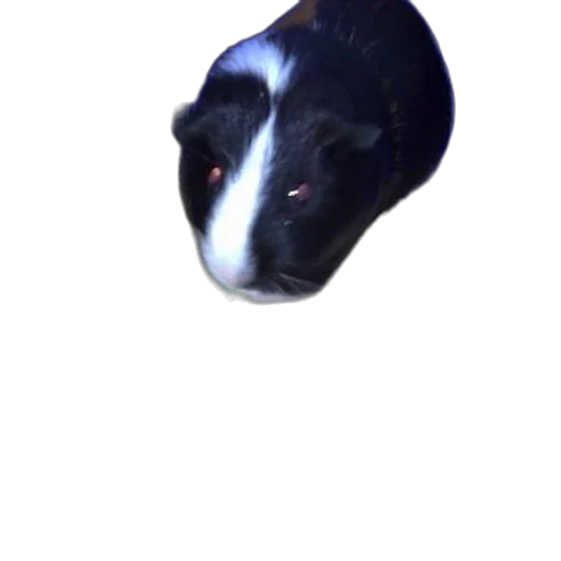 animal, mask, creature, hat transparent PNG cut-out
