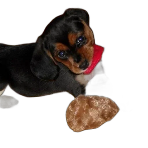 food, animal, photorealistic, cute transparent PNG cut-out