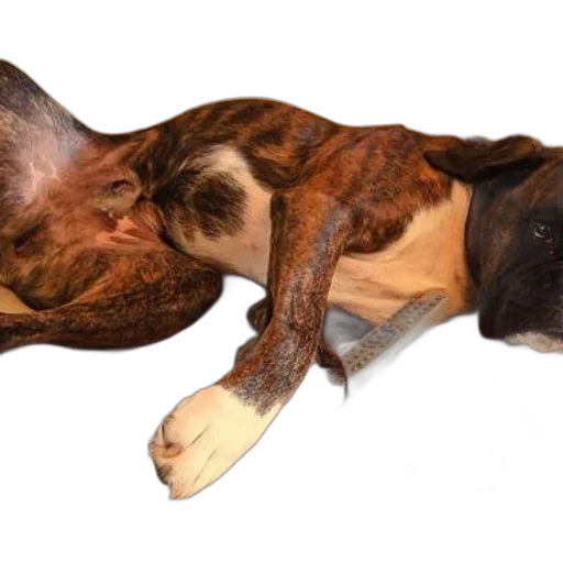 animal, creature, mask, shoes transparent PNG cut-out