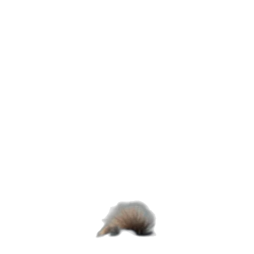 animal, creature, hair, hat transparent PNG cut-out