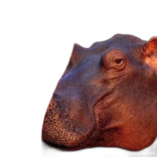 animal, face, mask, creature transparent PNG cut-out