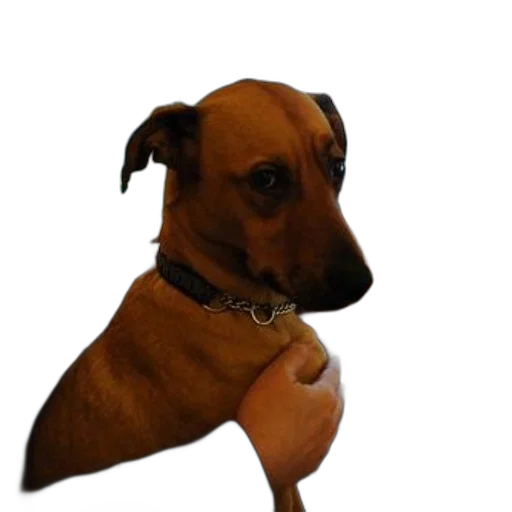 staff, animal, creature, face transparent PNG cut-out