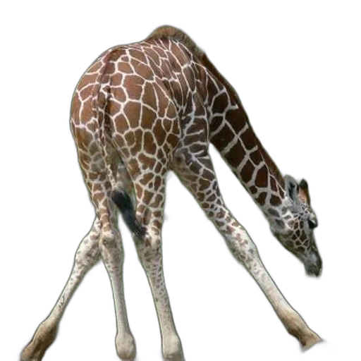 animal, creature, staff, weapon transparent PNG cut-out