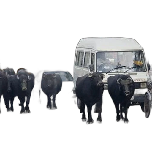 animal, car, concept art, 3d render transparent PNG cut-out