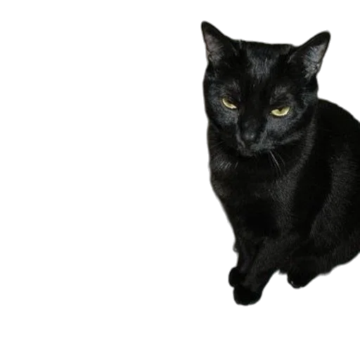 animal, staff, creature, face transparent PNG cut-out