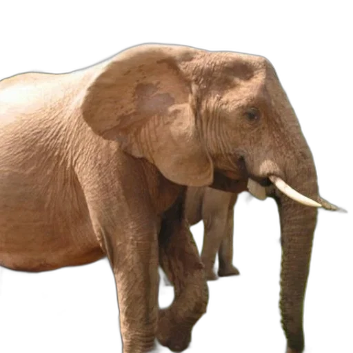 animal, staff, creature, weapon transparent PNG cut-out
