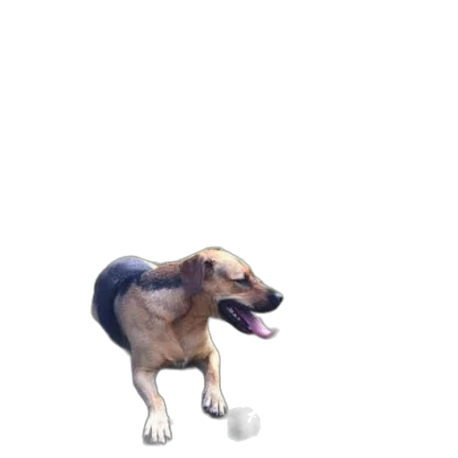 animal, creature, staff, face transparent PNG cut-out