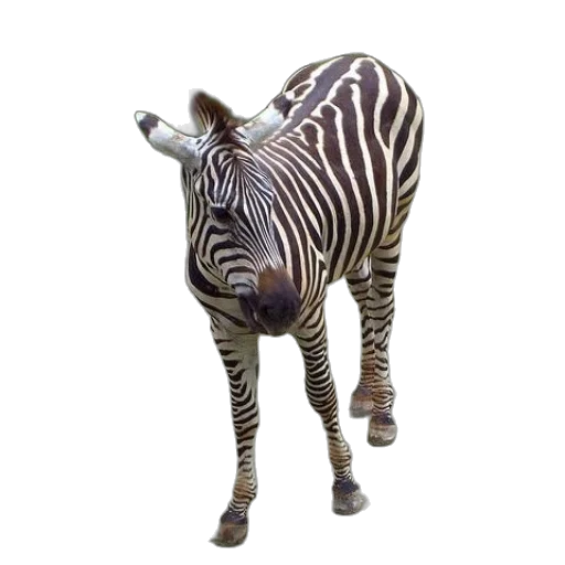 animal, creature, staff, jewelry transparent PNG cut-out