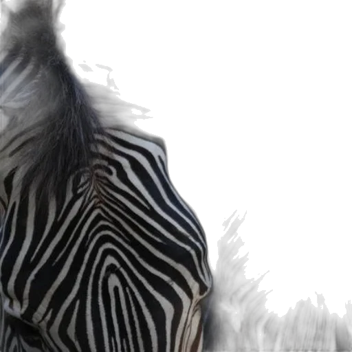 animal, hair, creature, jacket transparent PNG cut-out