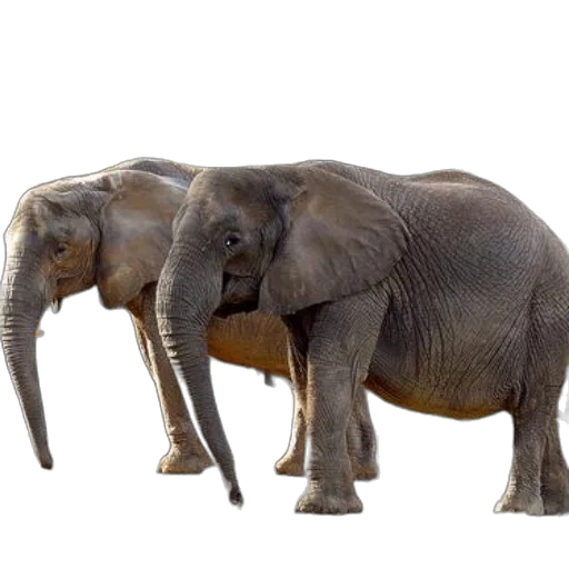 animal, furniture, creature, staff transparent PNG cut-out