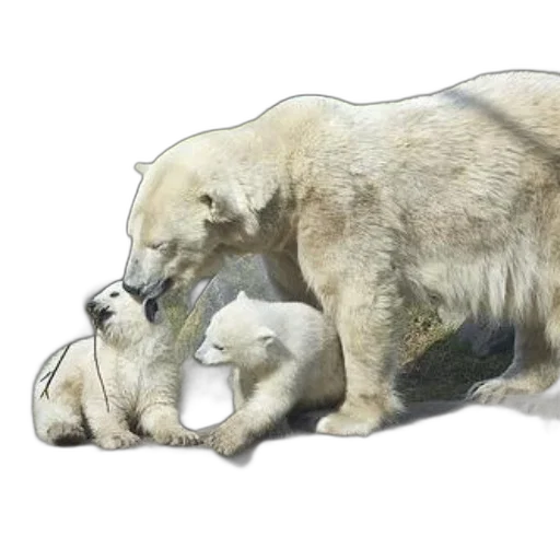 animal, concept art, watercolor, photorealistic transparent PNG cut-out