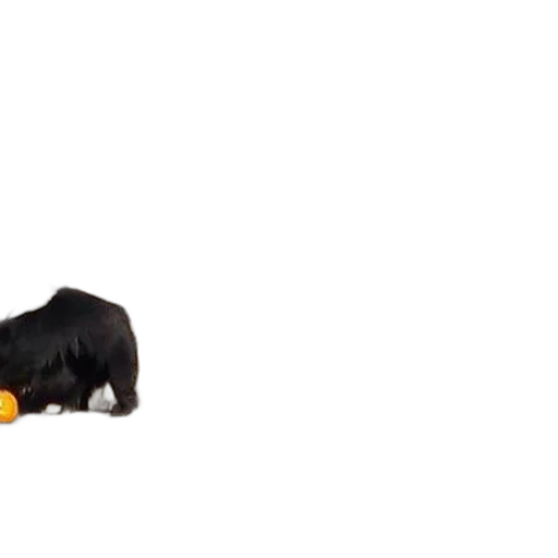 animal, food, bottle, weapon transparent PNG cut-out
