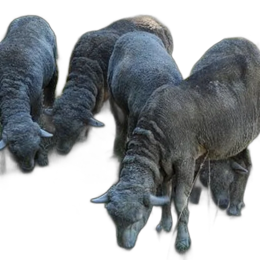 animal, creature, dragon, hair transparent PNG cut-out