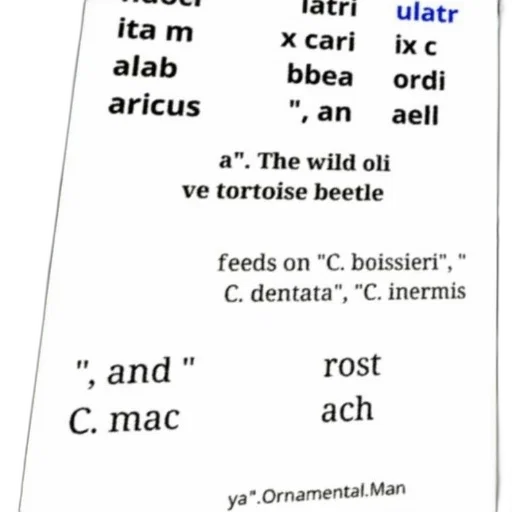 food, animal, poster, text transparent PNG cut-out