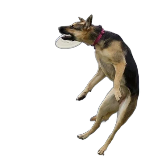 animal, creature, food, hat transparent PNG cut-out