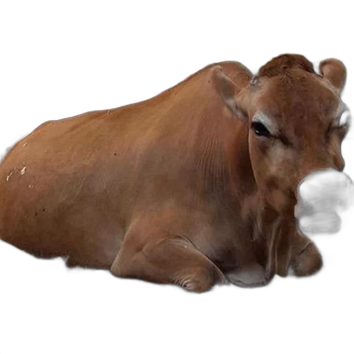 animal, creature, food, mask transparent PNG cut-out