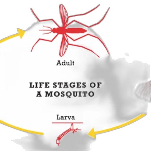 concept art, infographic, showing, life transparent PNG cut-out