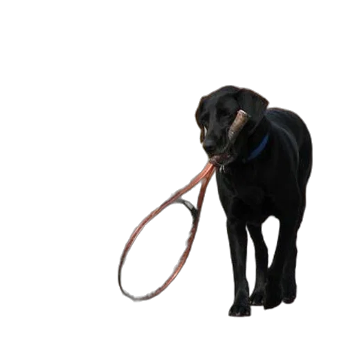 staff, animal, weapon, umbrella transparent PNG cut-out