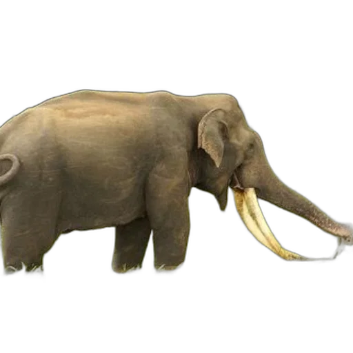 animal, staff, jewelry, creature transparent PNG cut-out