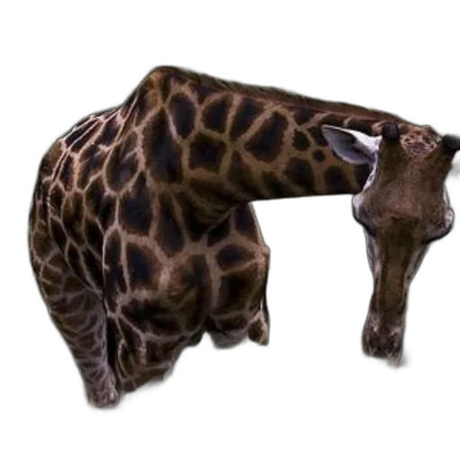 animal, creature, staff, weapon transparent PNG cut-out