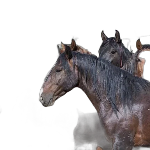 animal, 3d render, photorealistic, concept art transparent PNG cut-out