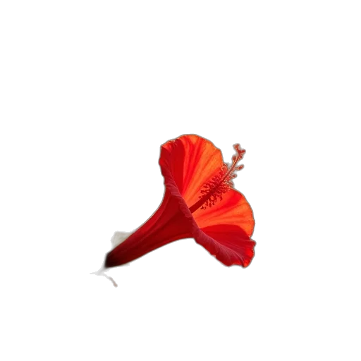 flower, umbrella, dragon, hat transparent PNG cut-out