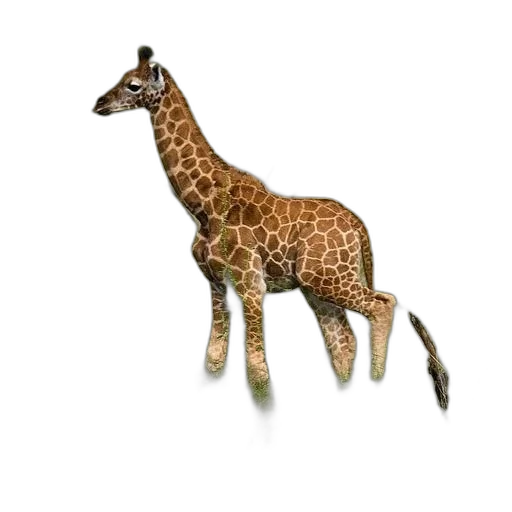 animal, creature, staff, jewelry transparent PNG cut-out