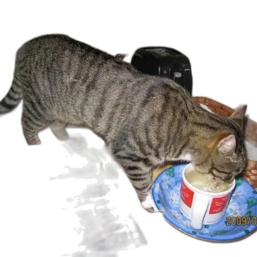 food, staff, photorealistic, outer space transparent PNG cut-out