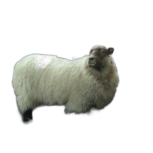 animal, creature, hair, staff transparent PNG cut-out
