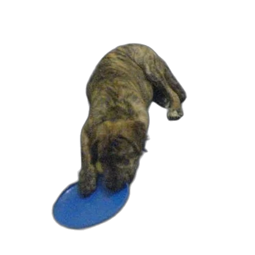 hat, shoes, staff, animal transparent PNG cut-out