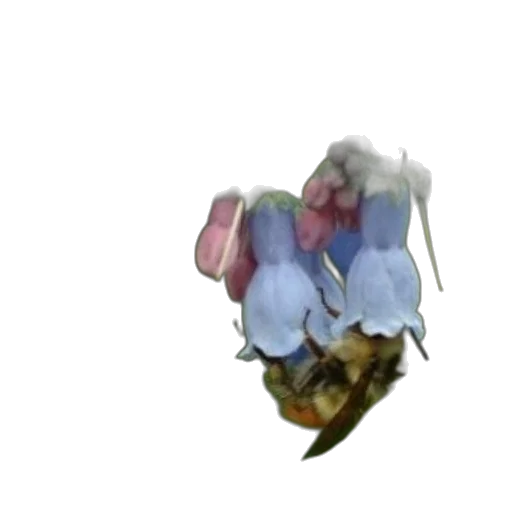 flower, crown, jewelry, hat transparent PNG cut-out