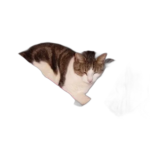 animal, staff, hat, creature transparent PNG cut-out