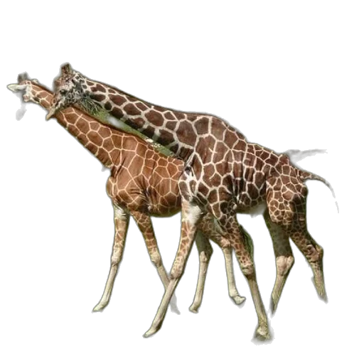animal, creature, staff, umbrella transparent PNG cut-out