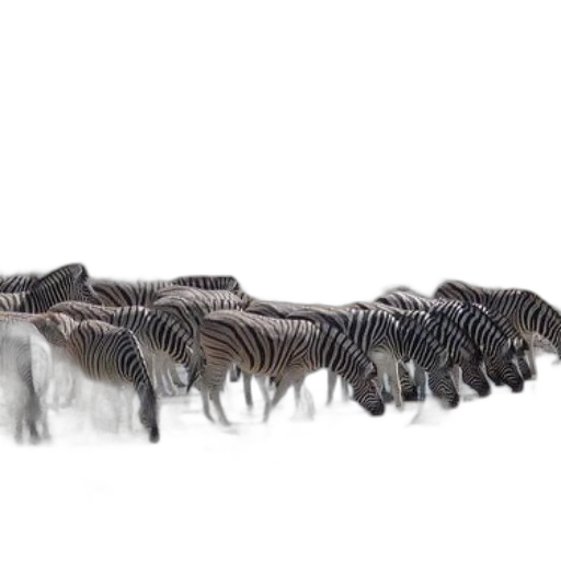 animal, hair, furniture, shoes transparent PNG cut-out