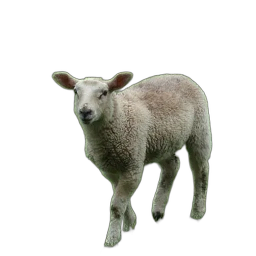 animal, creature, staff, face transparent PNG cut-out