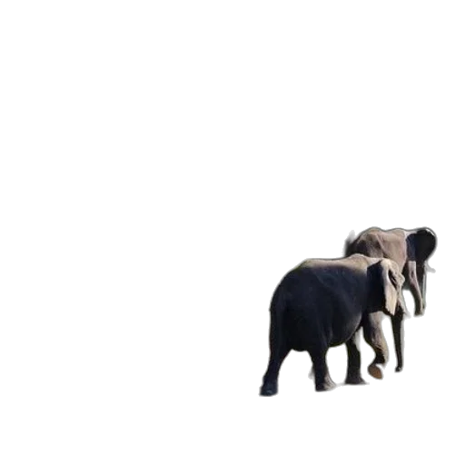 animal, creature, furniture, hat transparent PNG cut-out