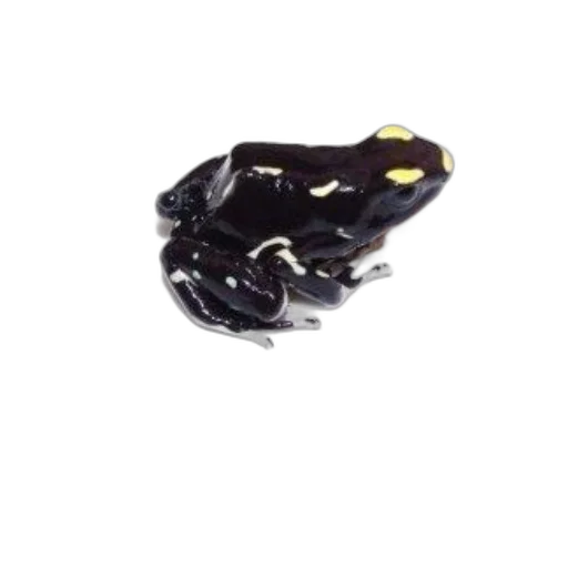 jewelry, crown, animal, food transparent PNG cut-out