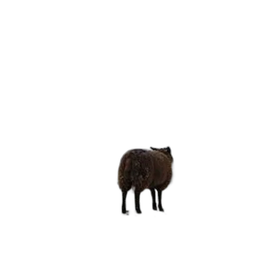 animal, creature, hair, furniture transparent PNG cut-out